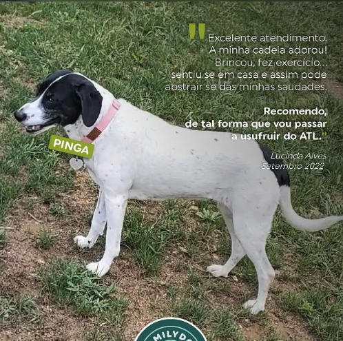 Feedback de Cliente 2