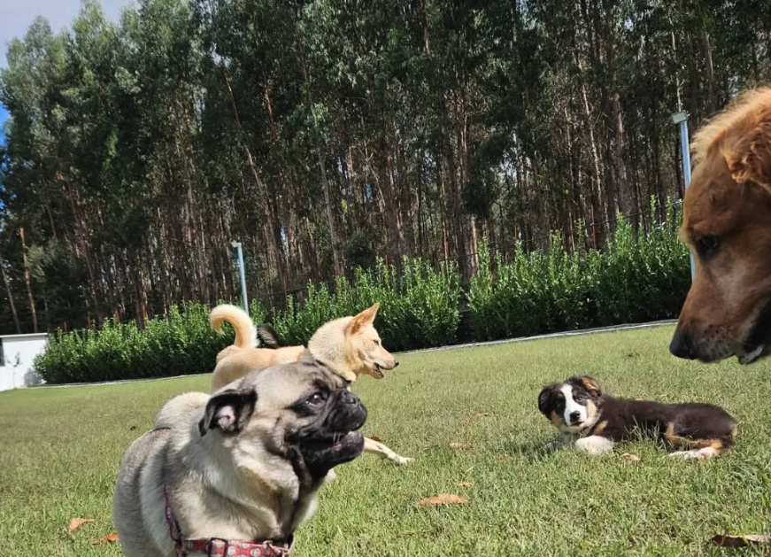 Instalações Hotel Family Dog